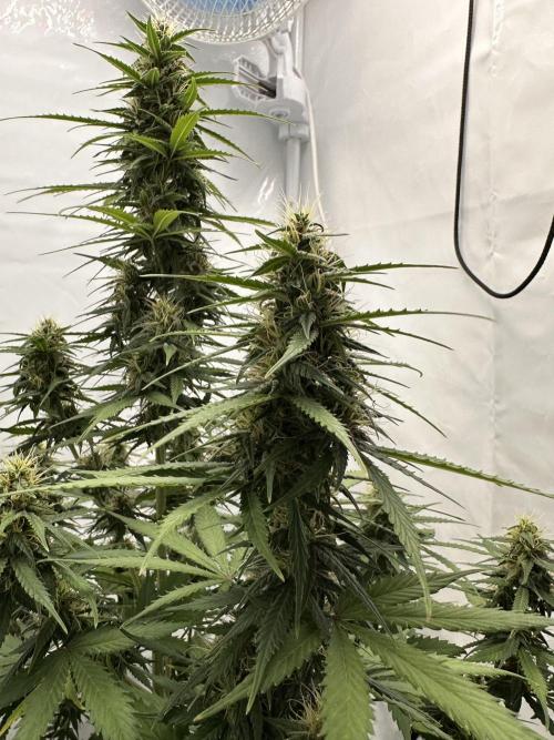 Glue Gelato auto. Week 10 - Day 66