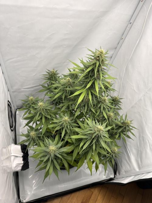 Glue Gelato auto. Week 10 - Day 66