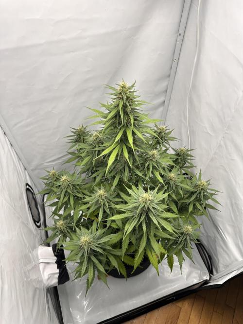 Glue Gelato auto. Week 10 - Day 66