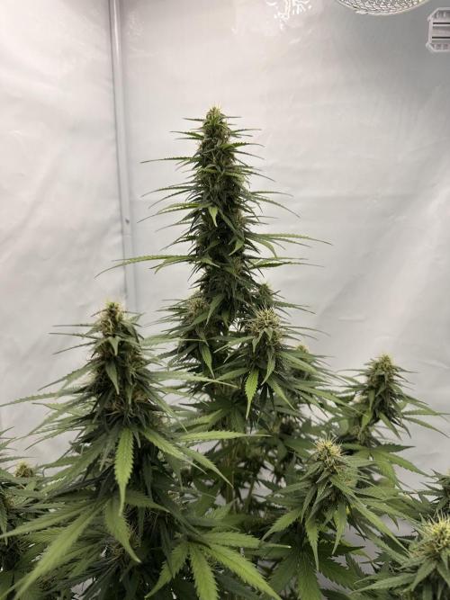 Glue Gelato auto. Week 10 - Day 66