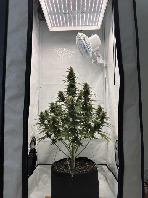 Glue Gelato Auto. Week 10