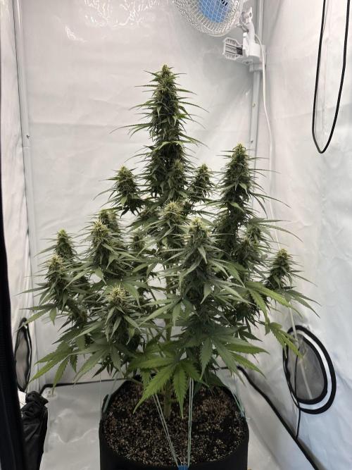 Glue Gelato auto. Week 10 - Day 68