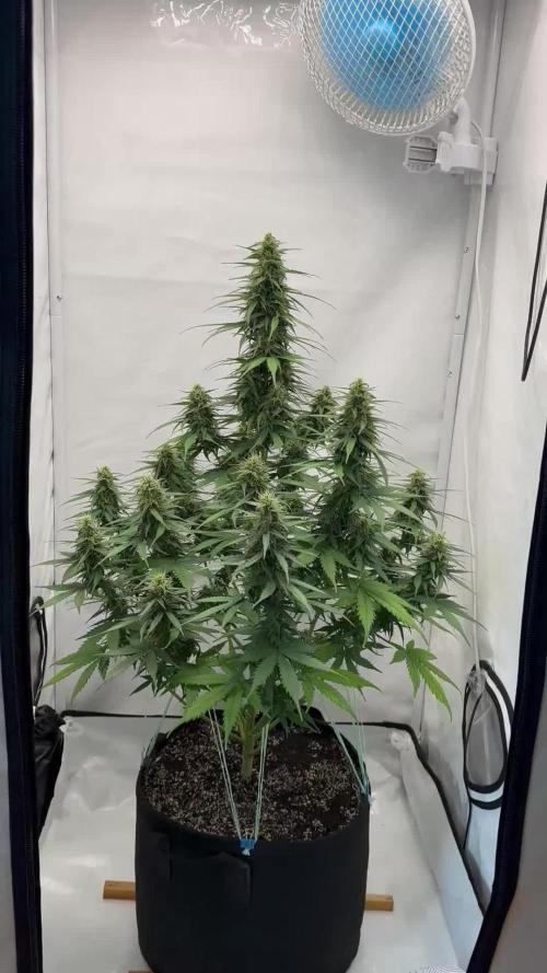 Glue Gelato auto