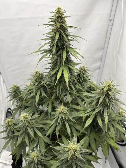 Glue Gelato auto. Week 10 - Day 70