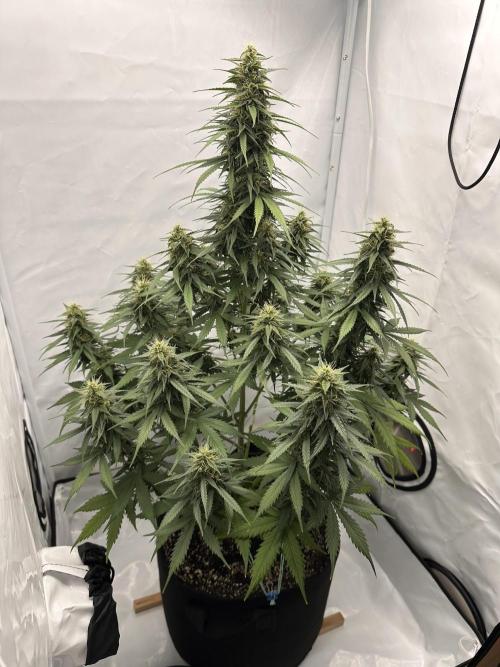 Glue Gelato Auto. Week 10