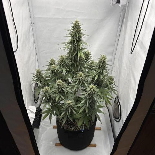 Glue Gelato auto. Week 11 - Day 73
