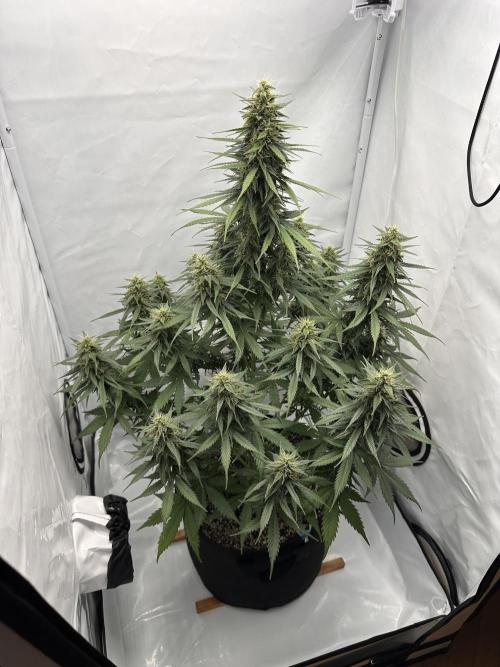 Glue Gelato auto. Week 11 - Day 73