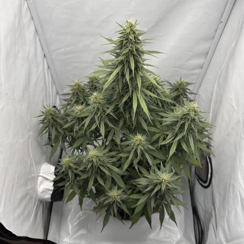 Glue Gelato auto. Week 11 - Day 73