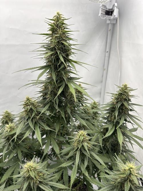 Glue Gelato auto. Week 11 - Day 73