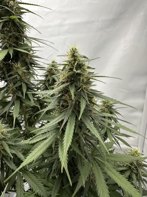 Glue Gelato auto. Week 11 - Day 73
