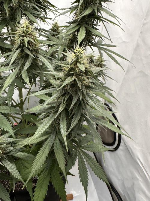 Glue Gelato auto. Week 11 - Day 73