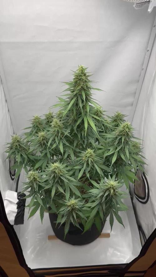 Glue Gelato auto