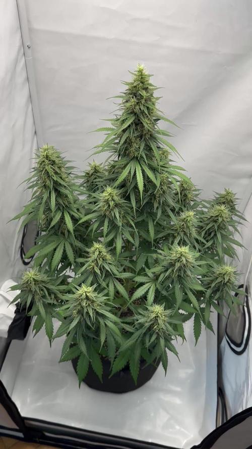 Glue Gelato auto