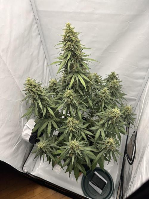Glue Gelato auto. Week 12 - Day 82