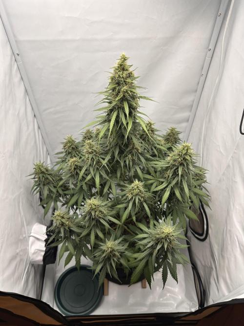 Glue Gelato auto. Week 12 - Day 82