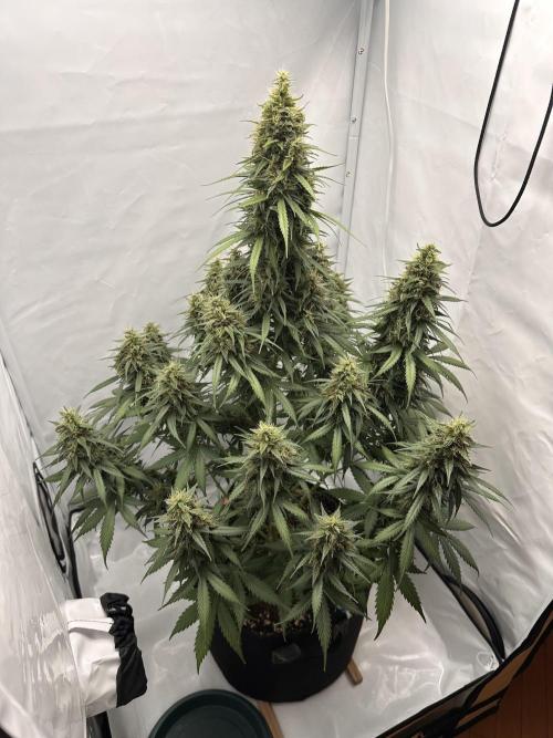 Glue Gelato auto. Week 12 - Day 82
