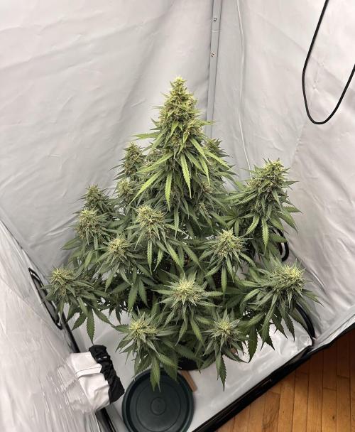 Glue Gelato auto. Week 12 - Day 82