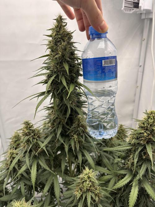 Glue Gelato auto. Week 12 - Day 82