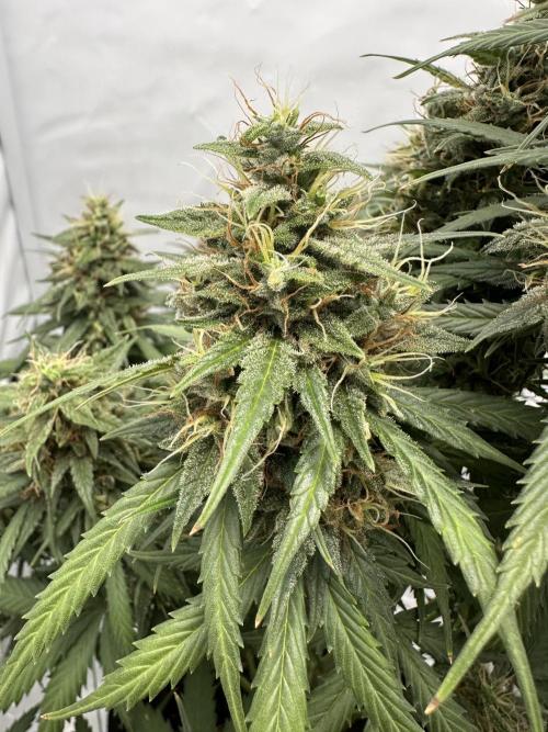 Glue Gelato auto. Week 12 - Day 86