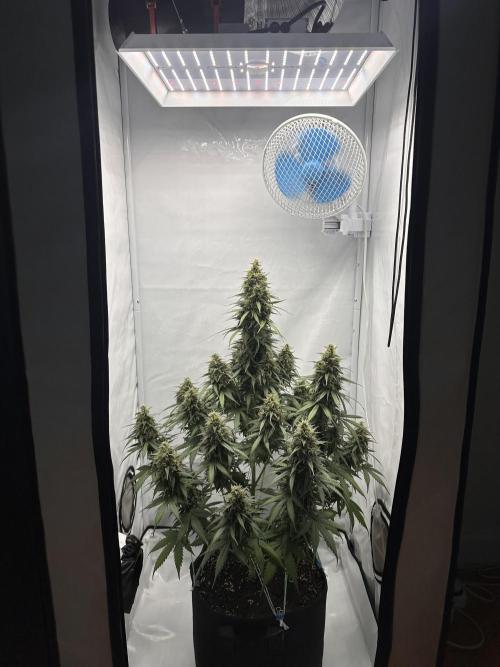 Glue Gelato auto. Week 12 - Day 86