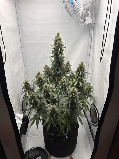 Glue Gelato auto. Week 12 - Day 86
