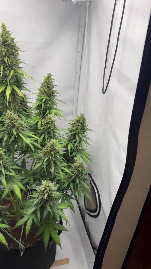Glue Gelato Auto. Week 12