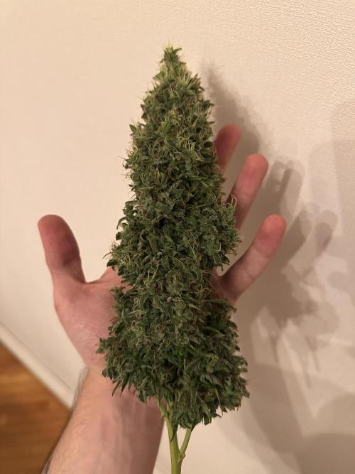 Glue Gelato auto. Week 13