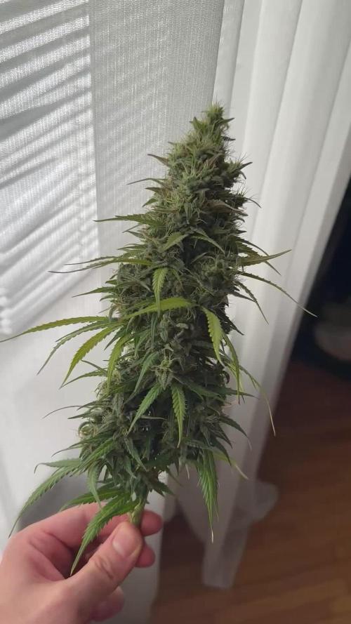 Glue Gelato auto