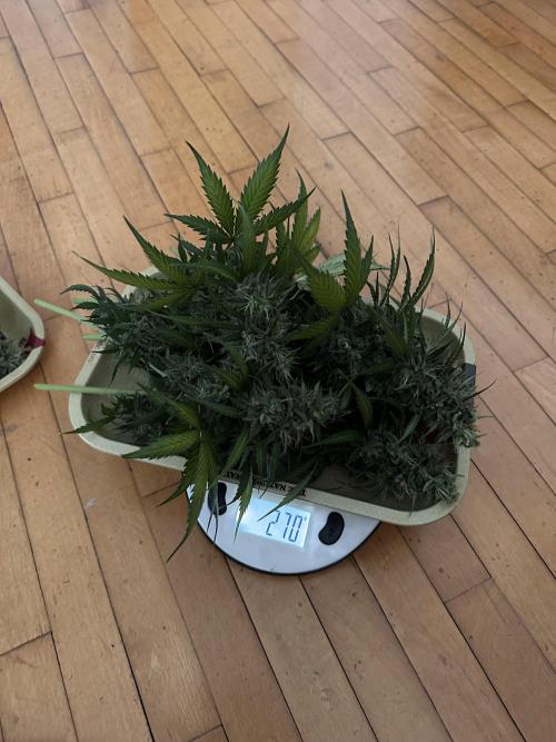 Glue Gelato auto. Week 13
