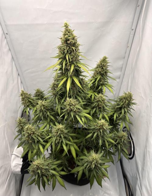 Glue Gelato auto. Week 13