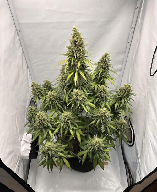 Glue Gelato auto. Week 13