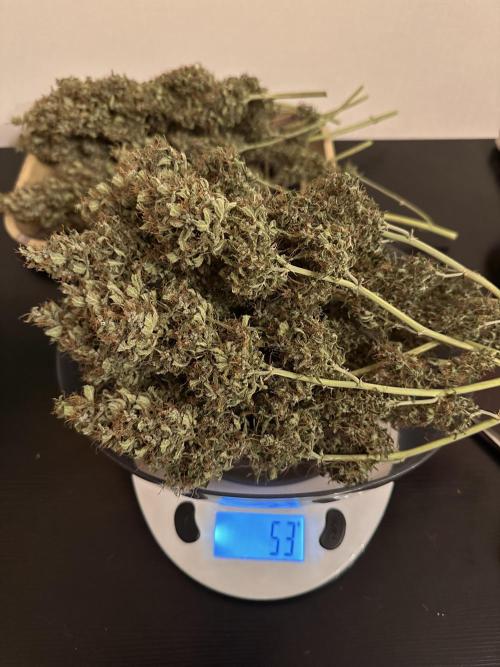 Glue Gelato auto. Week 13