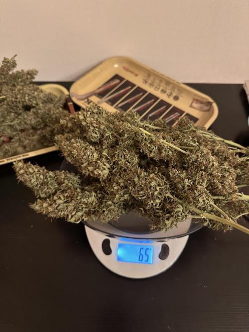 Glue Gelato auto. Week 13