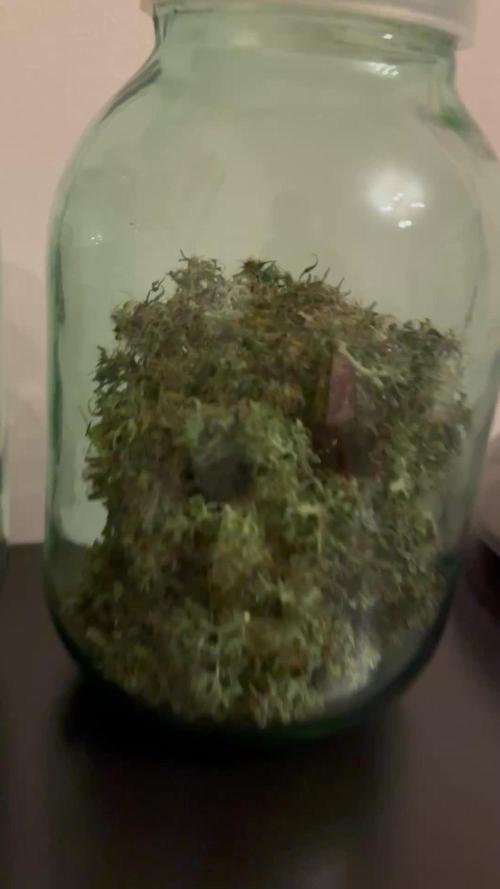 Glue Gelato auto