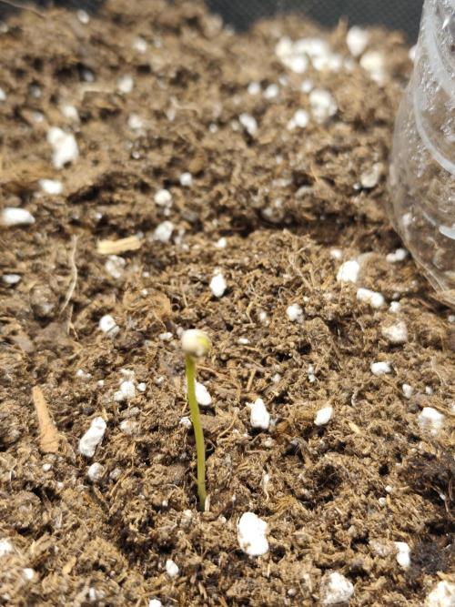 BROTO FELIZ 🌿. Week 1