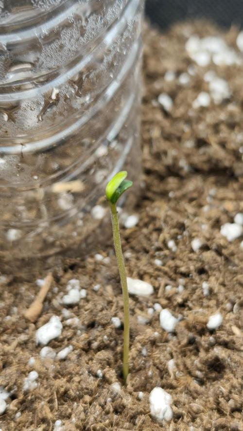 BROTO FELIZ 🌿. Week 1