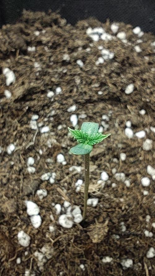 BROTO FELIZ 🌿. Week 1