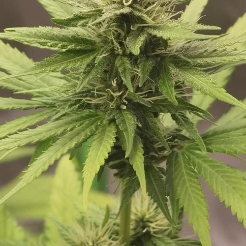 All starts at some Point!!. Week 7