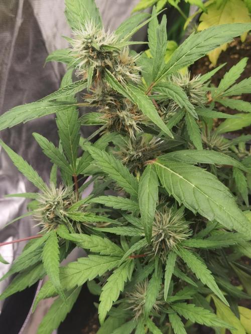 All starts at some Point!!. Week 7
