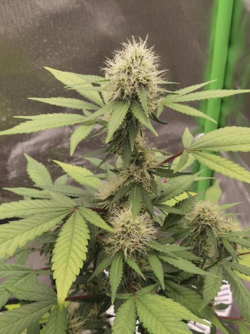 All starts at some Point!!. Week 7
