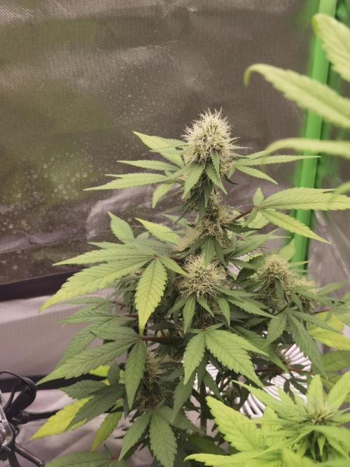 All starts at some Point!!. Week 7