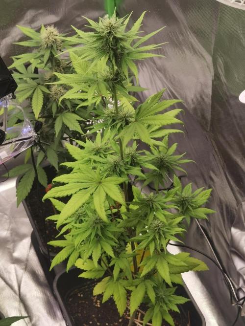 All starts at some Point!!. Week 7