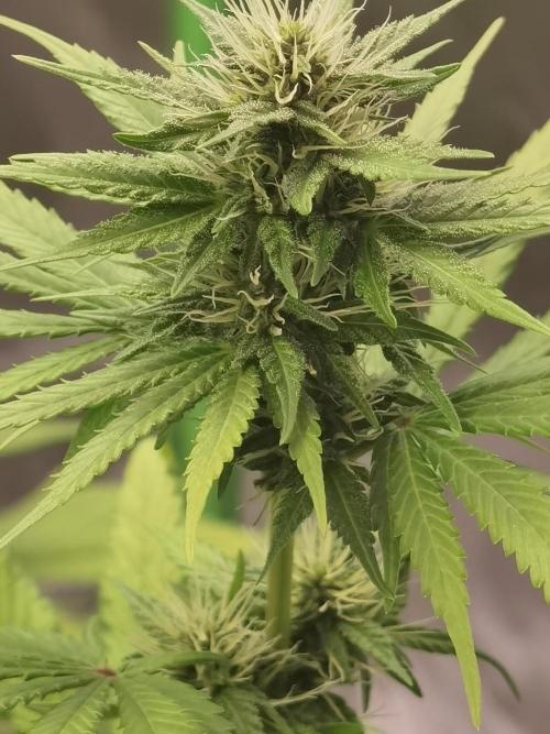 All starts at some Point!!. Week 7