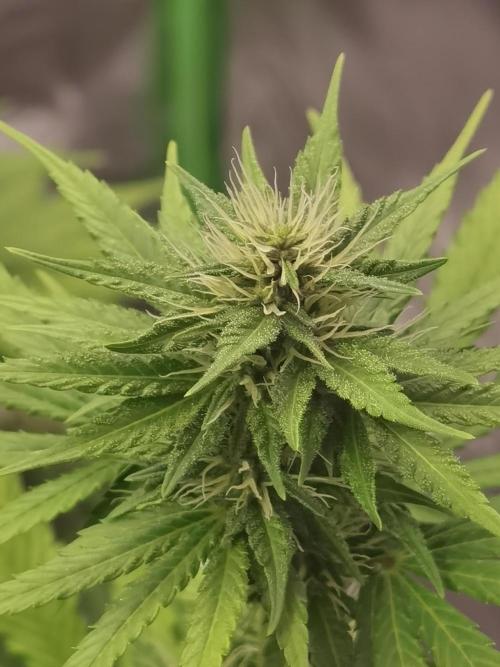 All starts at some Point!!. Week 7