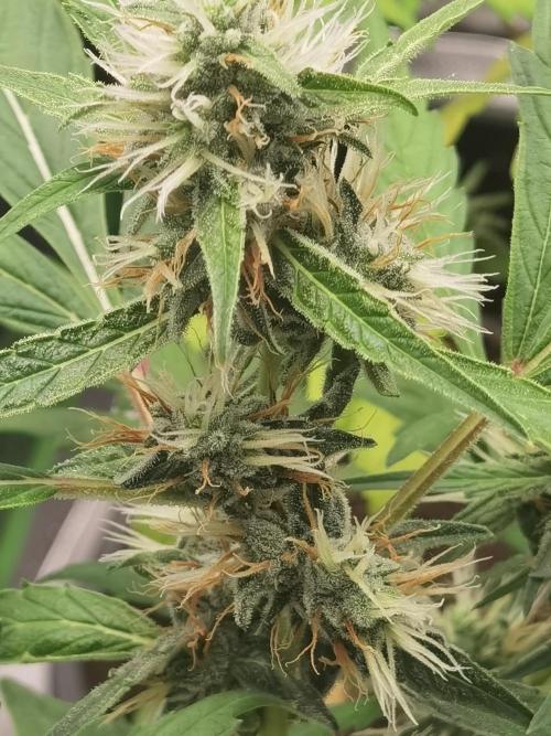All starts at some Point!!. Week 7