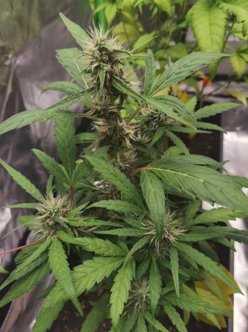 All starts at some Point!!. Week 7
