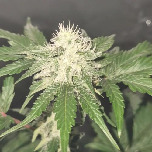 All starts at some Point!!. Week 8
