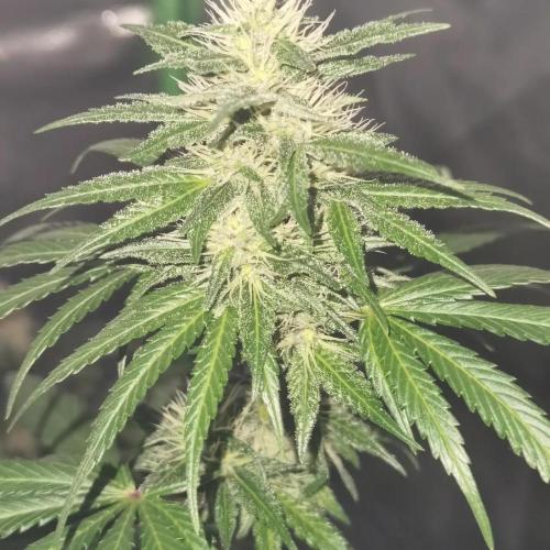 All starts at some Point!!. Week 8