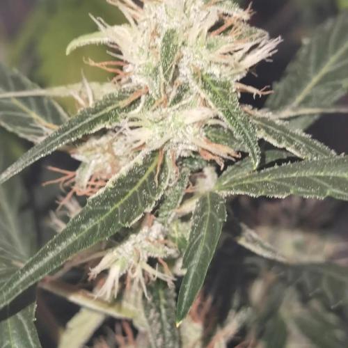 All starts at some Point!!. Week 8