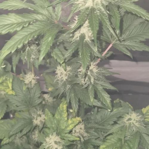 All starts at some Point!!. Week 8